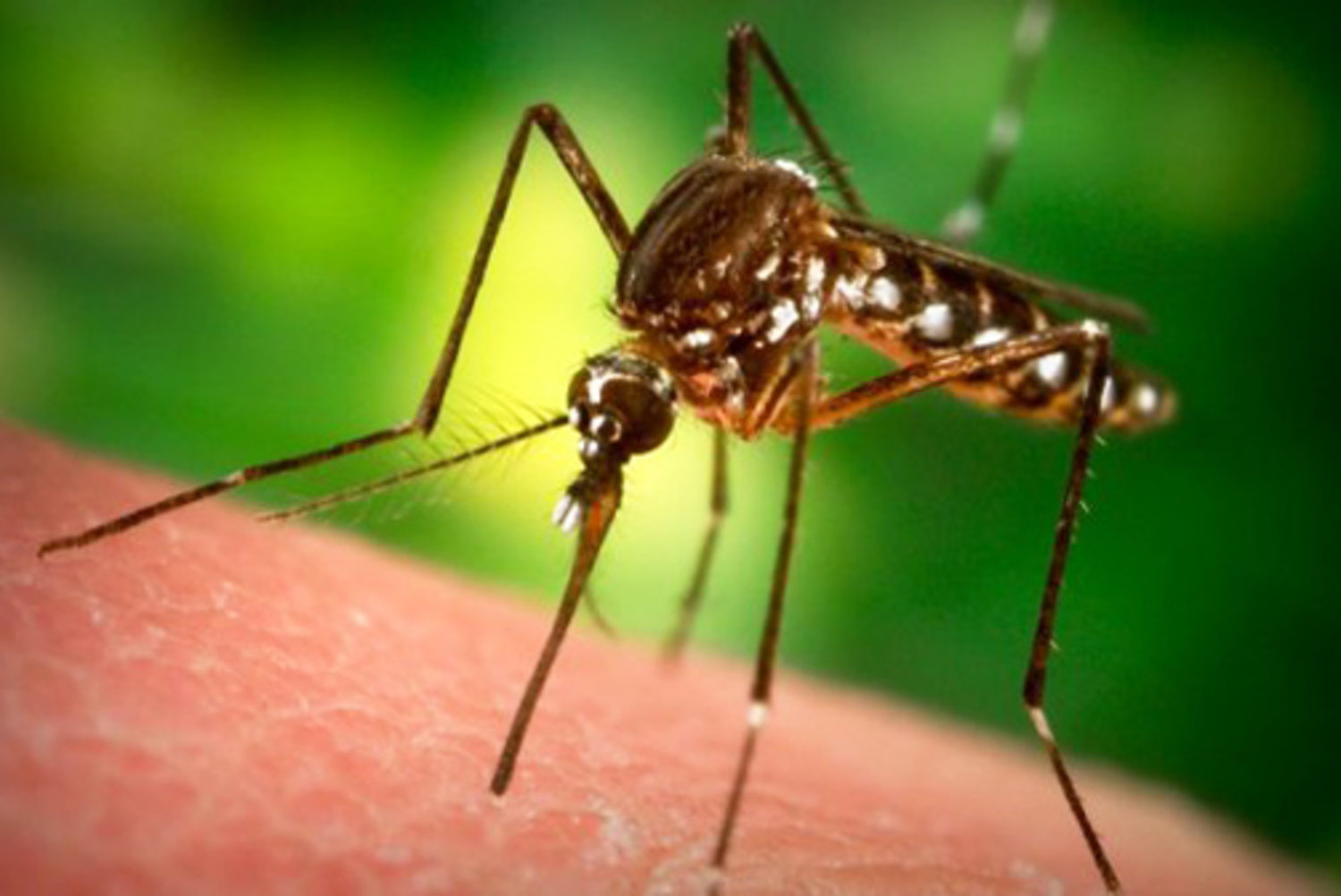 Что нужно знать об обработке от комаров?