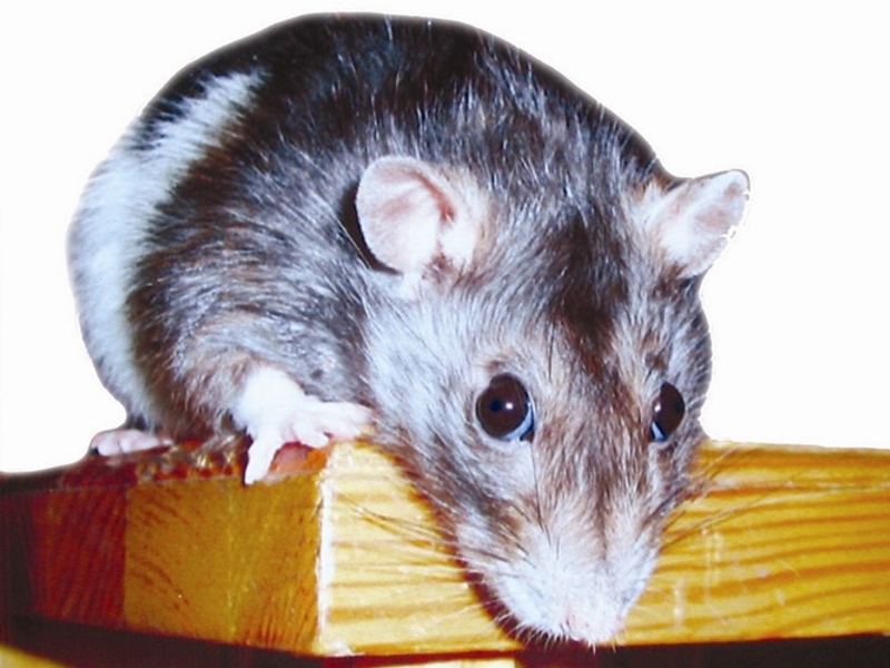 Уничтожение мышей в квартирах
